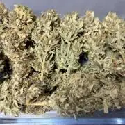 Gorilla Cookies Auto - First grow