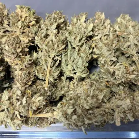 Gorilla Cookies Auto - First grow