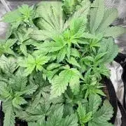 Gorilla Cookies Auto - First grow