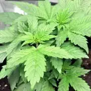 Gorilla Cookies Auto