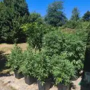Fast buds outdoor competition 2026 🌱