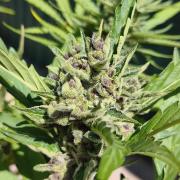Fast buds outdoor competition 2026 🌱