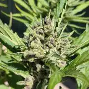 Fast buds outdoor competition 2026 🌱