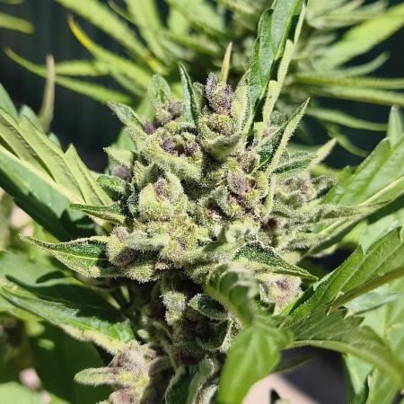 Fast buds outdoor competition 2026 🌱