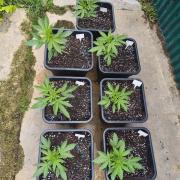 Fast buds outdoor competition 2026 🌱