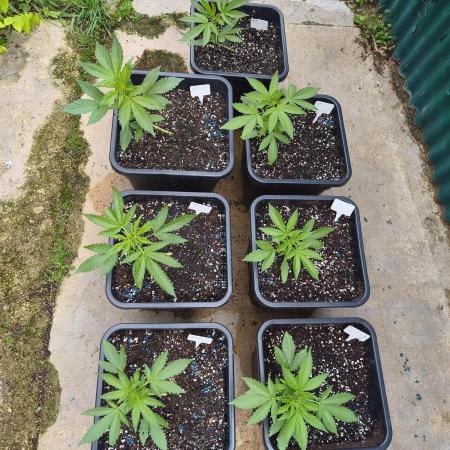 Fast buds outdoor competition 2026 🌱