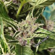 Fast buds outdoor competition 2026 🌱