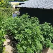 The Great Outdoors 2026 💚