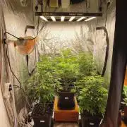 The Terpene Trials 🍭