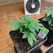 Zamnesia Super Silver Haze