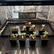 Barney’s X Doja cali grow 🔥