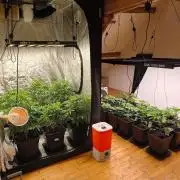 The Terpene Trials 🍭