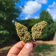 Fast buds outdoor competition 2026 🌱