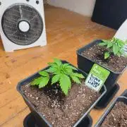 Zamnesia Super Silver Haze