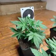 Zamnesia Super Silver Haze