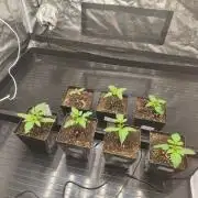 The Terpene Trials 🍭