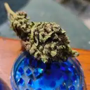 Fast buds outdoor competition 2026 🌱