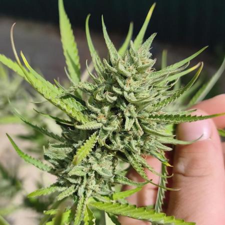 Fast buds outdoor competition 2026 🌱