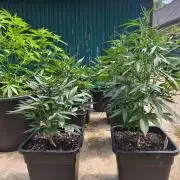Fast buds outdoor competition 2026 🌱