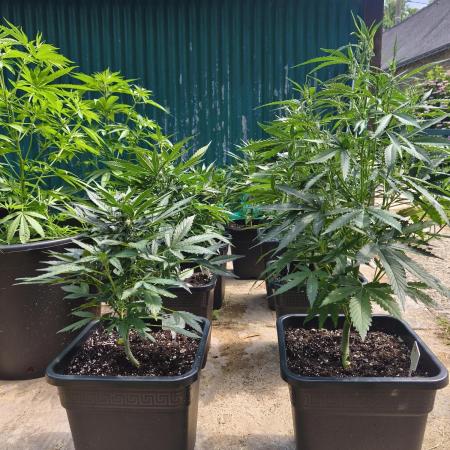 Fast buds outdoor competition 2026 🌱