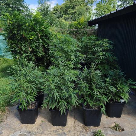 Fast buds outdoor competition 2026 🌱