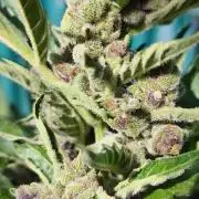 Fast buds outdoor competition 2026 🌱