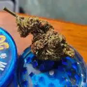Fast buds outdoor competition 2026 🌱