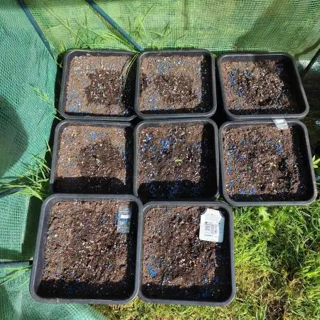 Fast buds outdoor competition 2026 🌱