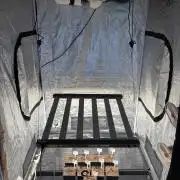 Barney’s X Doja cali grow 🔥