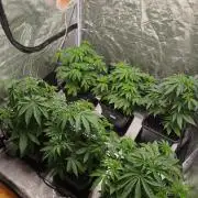 The Terpene Trials 🍭