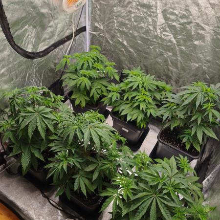 The Terpene Trials 🍭