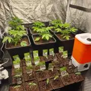 The Terpene Trials 🍭