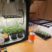Project: Phenoverse β 24 Seeds of Chaos