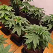 Barney's Zillions