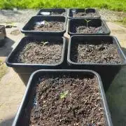 Fast buds outdoor competition 2026 🌱