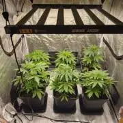 The Terpene Trials 🍭