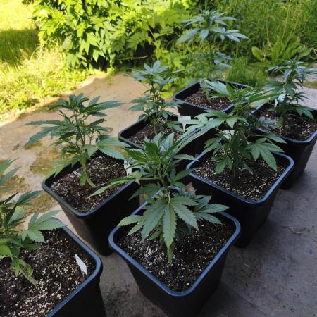 Fast buds outdoor competition 2026 🌱
