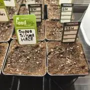 Zamnesia Super Silver Haze