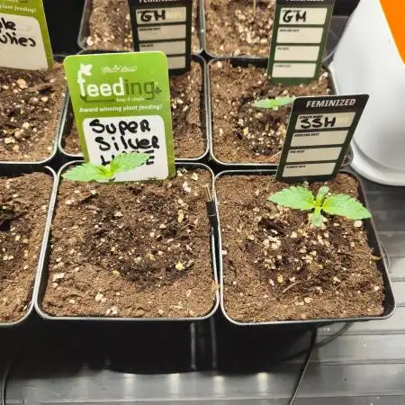 Zamnesia Super Silver Haze