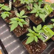 Zamnesia Super Silver Haze