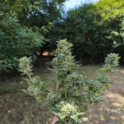Fast buds outdoor competition 2026 🌱