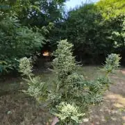Fast buds outdoor competition 2026 🌱