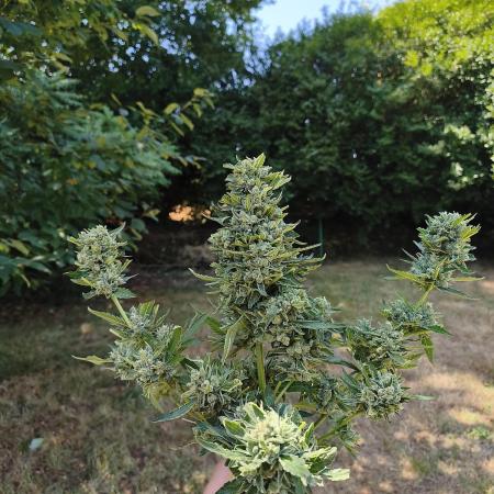 Fast buds outdoor competition 2026 🌱