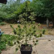 Fast buds outdoor competition 2026 🌱