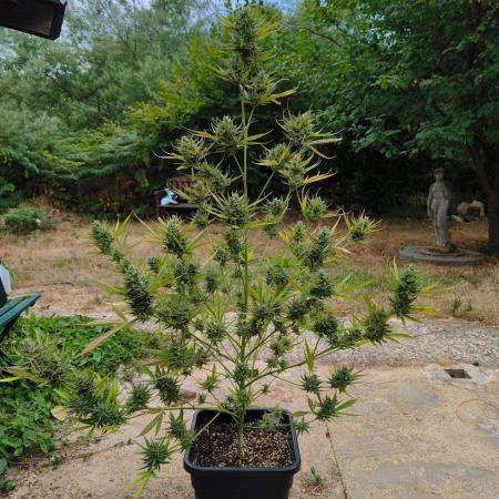 Fast buds outdoor competition 2026 🌱