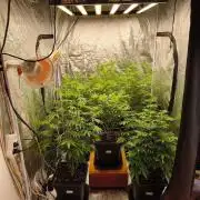 The Terpene Trials 🍭