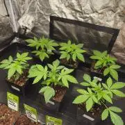 The Terpene Trials 🍭