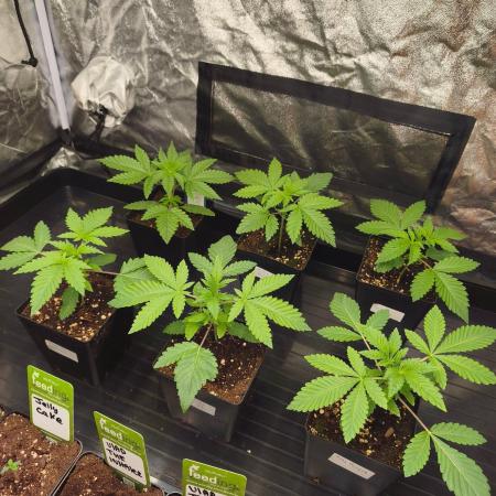 The Terpene Trials 🍭