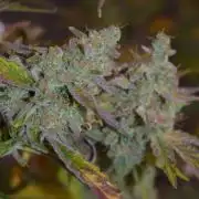 Sour crinkle + 3 bears OG Autoflower