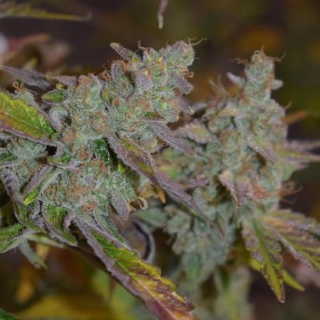 Sour crinkle + 3 bears OG Autoflower